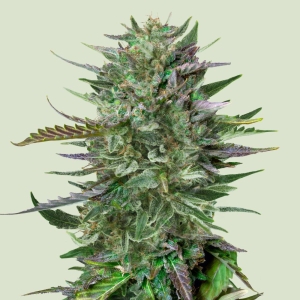 ROYAL QUEEN SEEDS - DO-SI-DOS FEM