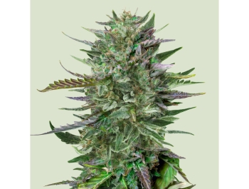 ROYAL QUEEN SEEDS - DO-SI-DOS FEM