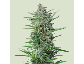 KÖNIGLICHE KÖNIGIN SAMEN - LILA PUNSCH FEM