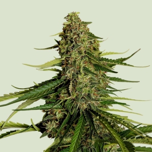 ROYAL QUEEN SEEDS - GAIA F1 AUTOFLOWERING