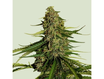 ROYAL QUEEN SEEDS - GAIA F1 AUTOFLOWERING
