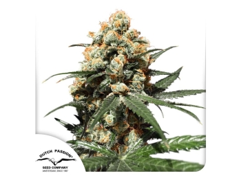 DUTCH PASSION - ORANGE HILL SPECIAL FEM
