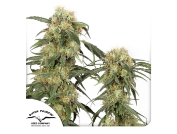 DUTCH PASSION - PAMIR GOLD FEM