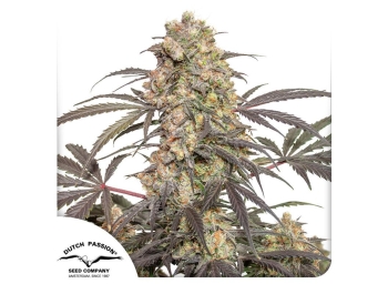 DUTCH PASSION - PASSION FRUIT FEM