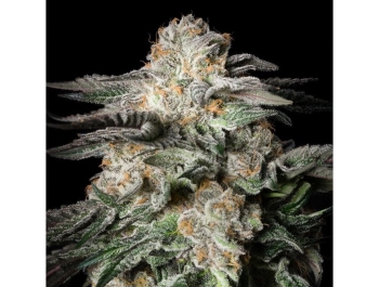 SILENT SEEDS - MINT CANDY FEM