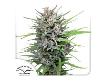 DUTCH PASSION - PASSION #1 FEM