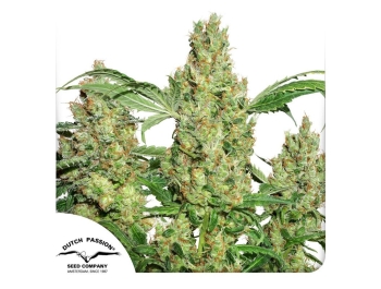 DUTCH PASSION - POWER PLANT FEM