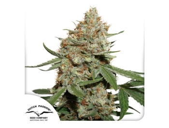 DUTCH PASSION - SKUNK #11 FEM