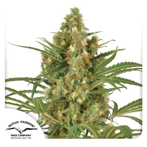 DUTCH PASSION - SNOW BUD FEM