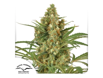 DUTCH PASSION - SNOW BUD FEM