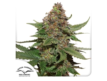 DUTCH PASSION - STRAWBERRY COUGH FEM