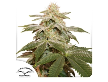 DUTCH PASSION - SUGAR BOMB PUNCH FEM