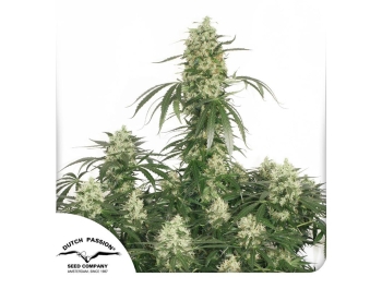 DUTCH PASSION - THE ULTIMATE FEM