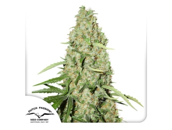 DUTCH PASSION - THINK FAST FEM