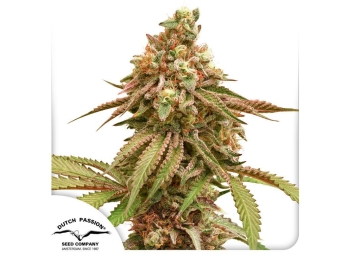 DUTCH PASSION - TROPICAL TANGIE FEM