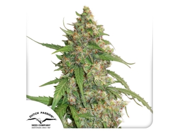 DUTCH PASSION - CBD AUTO COMPASSION LIME FEM Disponibili fino a fine scorte