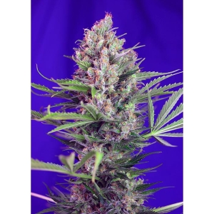 SWEET SEEDS - CREAM MANDARINE F1 FAST VERSION® FEM (SWS50)