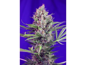 SWEET SEEDS - CREAM MANDARINE F1 FAST VERSION® FEM (SWS50)