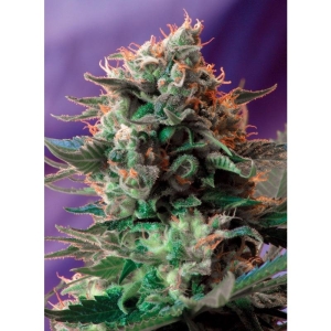 SWEET SEEDS - JACK 47 F1 FAST VERSION® FEM (SWS51)