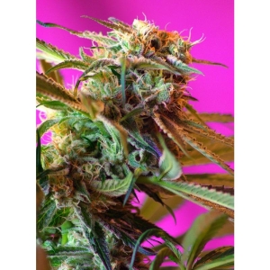SWEET SEEDS - WILD ROSE® FEM (SWS10) Disponibili fino a fine scorte