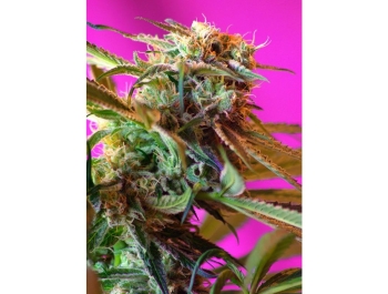 SWEET SEEDS - WILD ROSE® FEM (SWS10) Disponibili fino a fine scorte