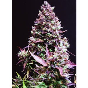 SWEET SEEDS - CREAM CARAMEL AUTO® (SWS22)