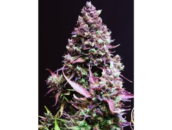 SWEET SEEDS - CREAM CARAMEL AUTO® (SWS22)