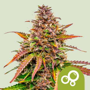 ROYAL QUEEN SEEDS - BUBBLE KUSH AUTO FEM