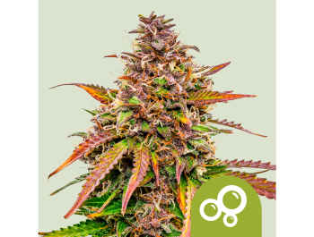 ROYAL QUEEN SEEDS - BUBBLE KUSH AUTO FEM