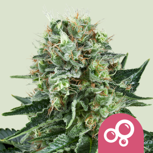 ROYAL QUEEN SEEDS - BUBBLE KUSH FEM