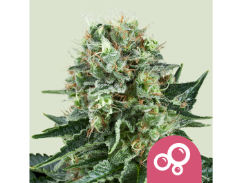 ROYAL QUEEN SEEDS - BUBBLE KUSH FEM