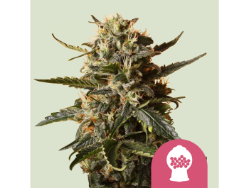 KÖNIGLICHE KÖNIGIN SAMEN - BUBBLEGUM XL FEM