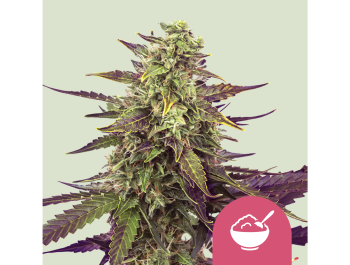 ROYAL QUEEN SEEDS - CEREAL MILK FEM (USA PREMIUM)