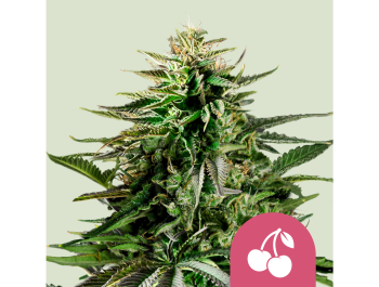 KÖNIGLICHE KÖNIGIN SAMEN - KIRSCHKUCHEN FEM (USA PREMIUM)