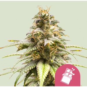 ROYAL QUEEN SEEDS - CHOCOLATE HAZE FEM
