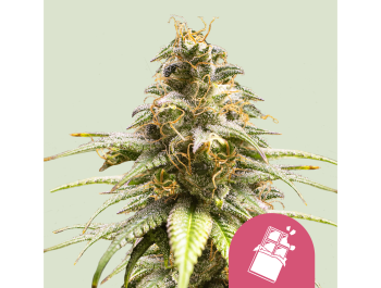 ROYAL QUEEN SEEDS - CHOCOLATE HAZE FEM
