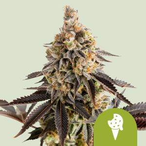 ROYAL QUEEN SEEDS - COOKIES ICE CREAM AUTOMATIC FEM (USA PREMIUM)
