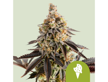 ROYAL QUEEN SEEDS - COOKIES ICE CREAM AUTOMATIC FEM (USA PREMIUM)