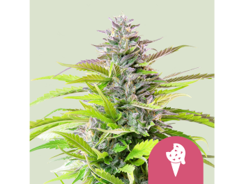 ROYAL QUEEN SEEDS - FEM ICE CREAM COOKIES (USA PREMIUM)