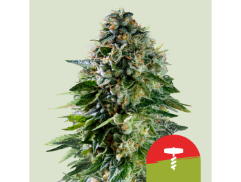 ROYAL QUEEN SEEDS - CORKSCREW AUTO FEM (TYSON SEEDS)