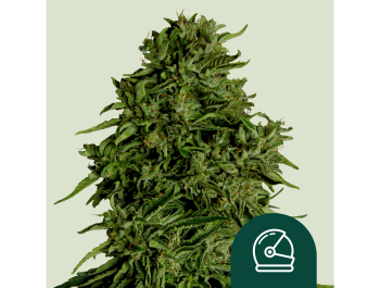 ROYAL QUEEN SEEDS - COSMOS F1 AUTOFLOWERING CBD