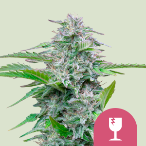 ROYAL QUEEN SEEDS - CRITICAL FEM