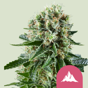ROYAL QUEEN SEEDS - CRITICAL KUSH FEM