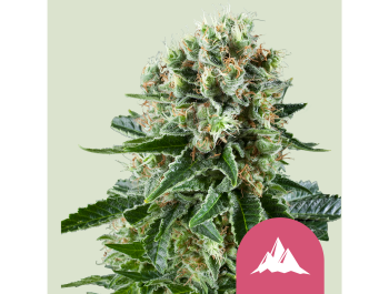 ROYAL QUEEN SEEDS - CRITICAL KUSH FEM