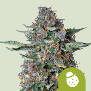 ROYAL QUEEN SEEDS - DO-SI-DOS AUTOMATIC FEM