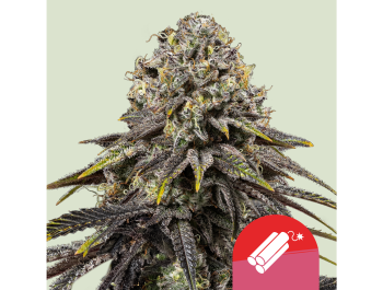 ROYAL QUEEN SEEDS - DYNAMITE DIESEL FEM (TYSON SEEDS)