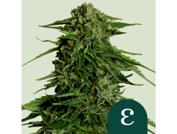 ROYAL QUEEN SEEDS - EPSILON F1 AUTOFLOWERING