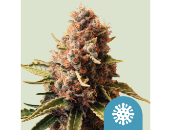 ROYAL QUEEN SEEDS - EUPHORIA CBD FEM