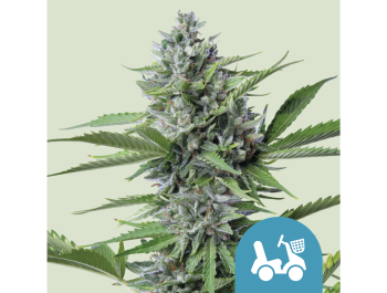 ROYAL QUEEN SEEDS - FAST EDDY AUTOMATIC CBD FEM