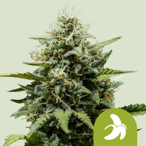 ROYAL QUEEN SEEDS - FAT BANANA AUTOMATIC FEM (USA PREMIUM)